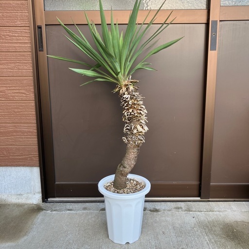 ユッカ　レクルビフォリア