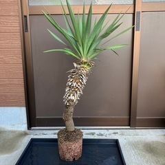 ユッカ レクルビフォリア