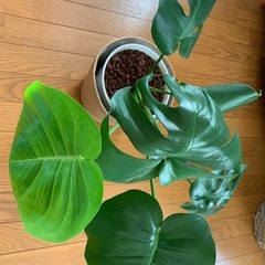 モンステラ鉢の画像