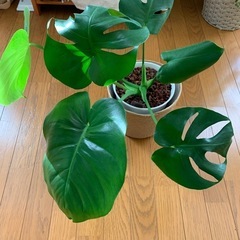 モンステラ鉢の画像
