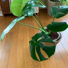 モンステラ鉢の画像