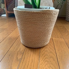 モンステラ鉢の画像