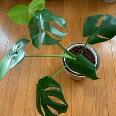 モンステラ鉢の画像