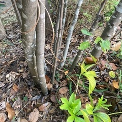 株立ち】ジューンベリー約3m