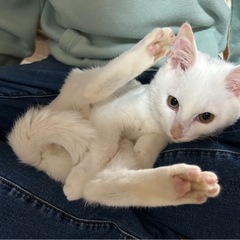 ご飯と遊びが大好きな男の子　里親様見つかりました。ありがとうございます
