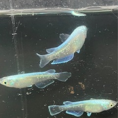 取り引き中　　 🌸緑星の輝き3匹セット🌸