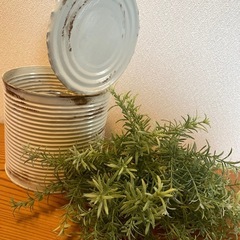 ローズマリー🌱グリーン&クリームグリーンの画像