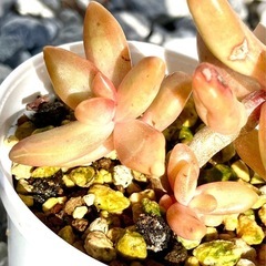 多肉植物　セダム　銘月　子株付きの画像