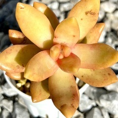 多肉植物　セダム　銘月　子株付きの画像