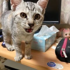 子猫ちゃんのママを探してます😺