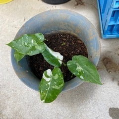 斑入り　くわずいも　観葉植物　クワズイモ　ふいりの画像