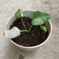 斑入り　くわずいも　観葉植物　クワズイモ　ふいりの画像
