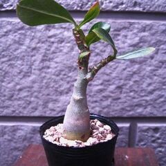 観葉植物　塊根植物　　実生　アデニウム　オベスム　アラビカム　
