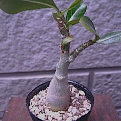 観葉植物　塊根植物　　実生　アデニウム　オベスム　アラビカム　の画像