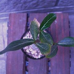観葉植物　塊根植物　　実生　アデニウム　オベスム　アラビカム　の画像
