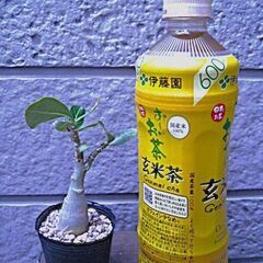 観葉植物　塊根植物　　実生　アデニウム　オベスム　アラビカム　の画像