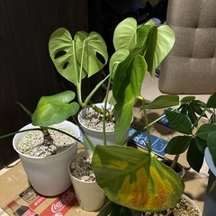 観葉植物