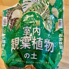 【お譲り先決まりました】【観葉植物】土