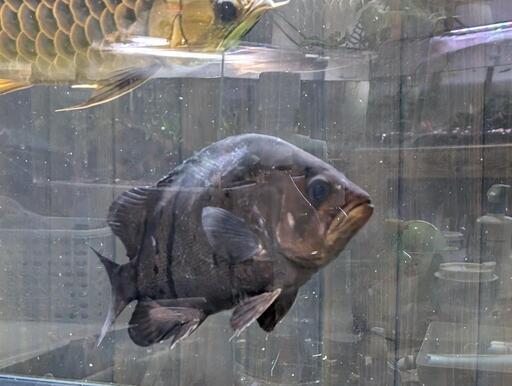 決まりました。ダトニオプラスワン サイズ  25から30cm未満