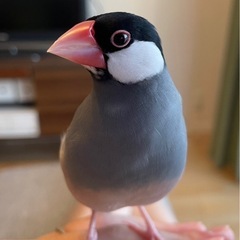 【里親決定しました】桜文鳥1羽