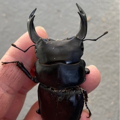 能勢SRオオクワガタ♂B