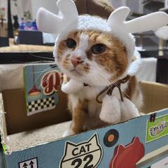 猫好き広場