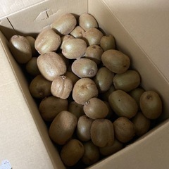 和歌山県下津産キウイフルーツ