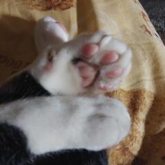子猫の里親探しを手伝ってくれる方を募集します。