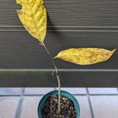 ②ポポー 2年生 苗木／熱帯果樹 南国フルーツ 実生苗 森のカス...