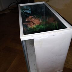 GEXサイレントフィット30㎝水槽　蓋なし　の画像