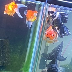 ハネ魚・増えすぎたメダカ　引き取らせてください。