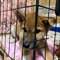 早急に里親募集。アレルギーのため飼育が難しいです