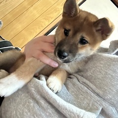 アレルギーのため飼えなくなってしまいました。