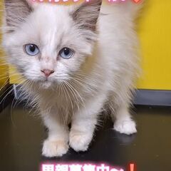 里親募集中！生後4ヶ月ラグドール♀(⋈◍＞◡＜◍)。✧♡ 