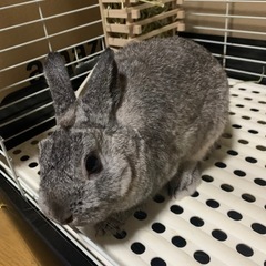 (里親候補者決定)ネザーランドドワーフラビットのちょこ