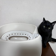 【取引中】猫用トイレの画像