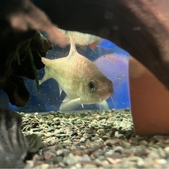 レア種　熱帯魚 アクアリウム　プンティウス ビノタータス 