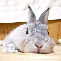 PSPのソフトください
