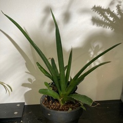 【4枚目写真追加4/19 20%オフ】Sansevieria p...