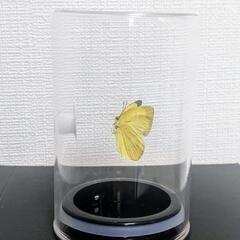 キタキチョウ　標本　昆虫　立体標本　蝶　アクリルケース　の画像