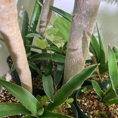 フィカス　ウンベラータ　観葉植物　人気　ガーデニング　グリーン　の画像