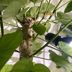 フィカス　ウンベラータ　観葉植物　人気　ガーデニング　グリーン　の画像