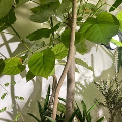 フィカス　ウンベラータ　観葉植物　人気　ガーデニング　グリーン　の画像
