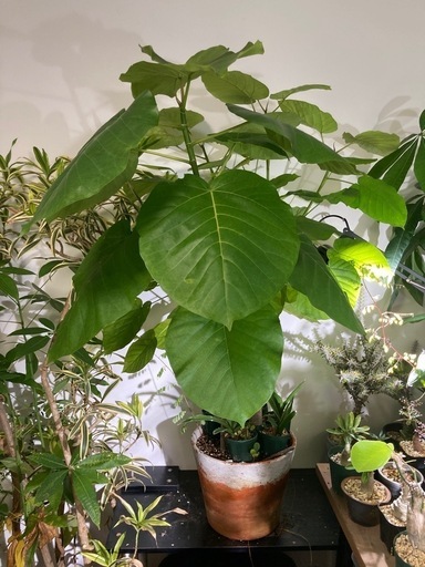 フィカス　ウンベラータ　観葉植物　人気　ガーデニング　グリーン