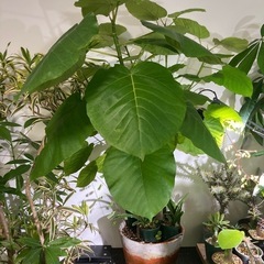 フィカス　ウンベラータ　観葉植物　人気　ガーデニング　グリーン　