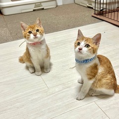 甘えんぼの兄弟を保護しました！