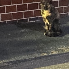 サビ猫♀