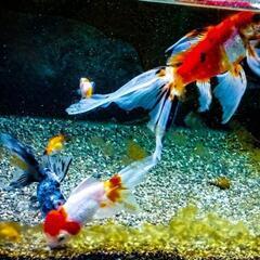 金魚のセット