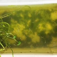 (決まりました)MIXめだか　メダカの稚魚100匹以上