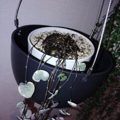 最終価格です！☆ハートの葉っぱが可愛いハートカズラ♡の画像